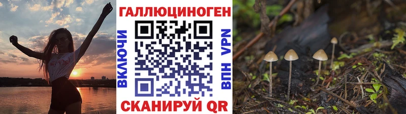 mega как зайти  Вельск  Псилоцибиновые грибы Psilocybe  как найти  